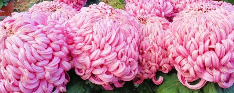 菊花根冬天怎么储存好（菊花怎样过冬保存）