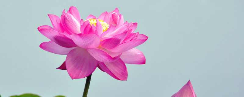 荷花怎么种 荷花怎么种植方法 家养