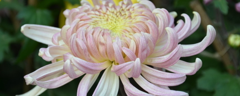 秋季代表性的植物（秋天有代表性的植物）