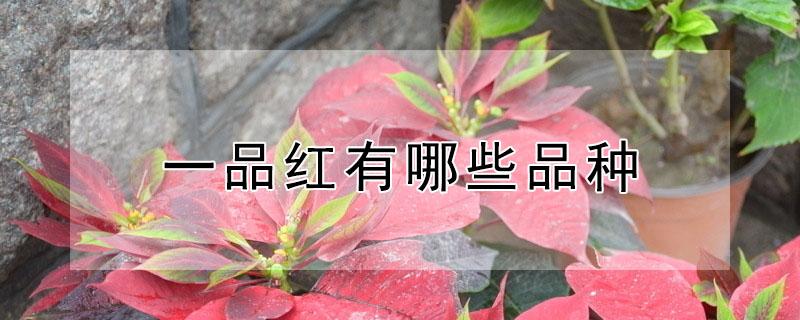 一品红有哪些品种 一品红有哪些品种药