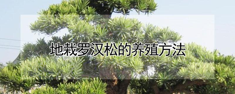地栽罗汉松的养殖方法 盆栽罗汉松的养殖方法