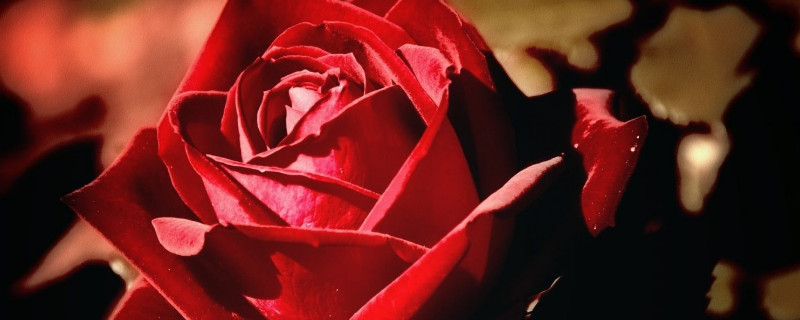 玫瑰花怎么养水里 玫瑰花怎么养水里刺需要弄掉吗