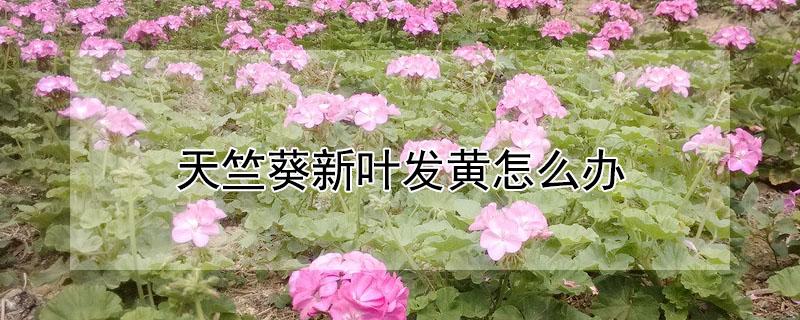 天竺葵新叶发黄怎么办 天竺葵有黄叶怎么办