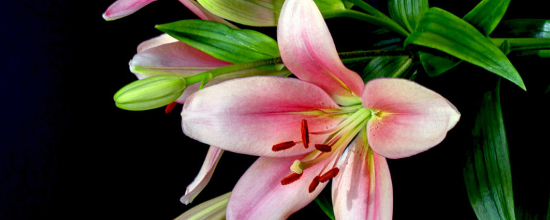 百合花如何保持时间长 百合花怎么保持花期长