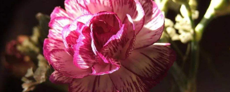 康乃馨根部发黄怎么办（康乃馨根部黄叶正常吗）