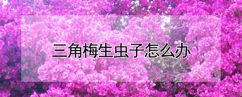 三角梅生虫子怎么办 三角梅生虫子了怎么办