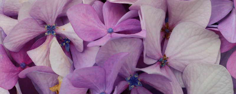 紫罗兰叶子发黄怎么办 紫罗兰叶子发黄是怎么回事