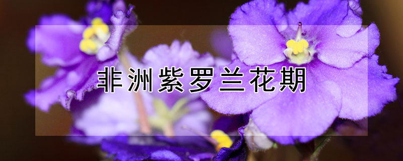 非洲紫罗兰花期 非洲紫罗兰花期长吗