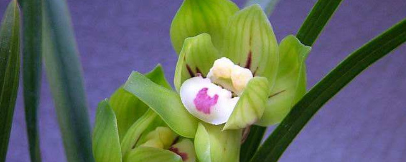春兰养殖方法和注意事项（春兰如何种植及养护）