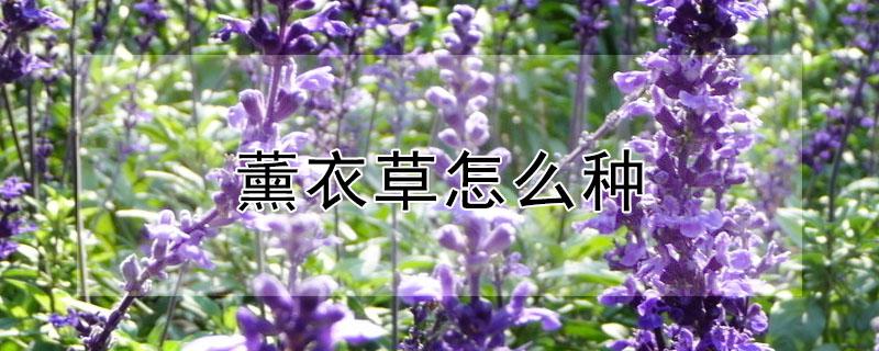 薰衣草怎么种 薰衣草怎么种植方法
