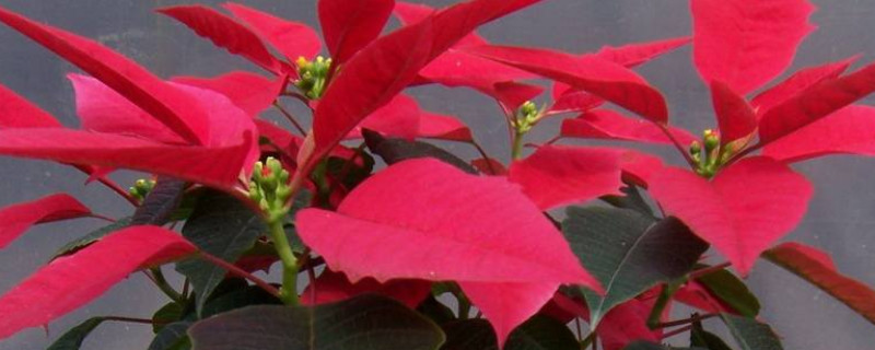 一品红会开花吗 红一品什么时候开花