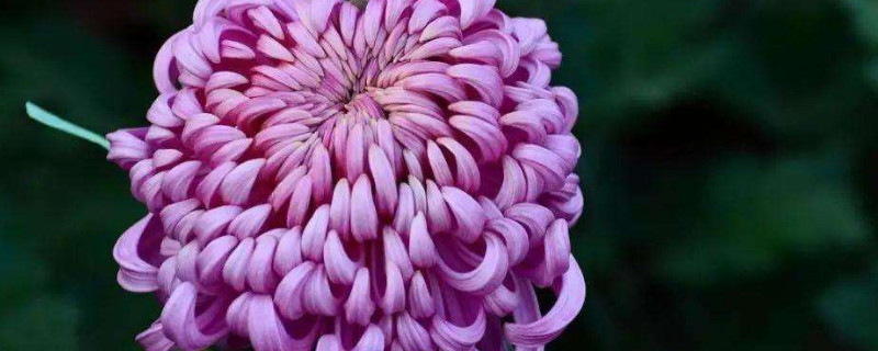 菊花开后插土里能活吗 菊花开花了还能扦插吗