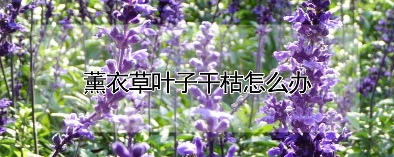 薰衣草叶子干枯怎么办 薰衣草枯了怎么办
