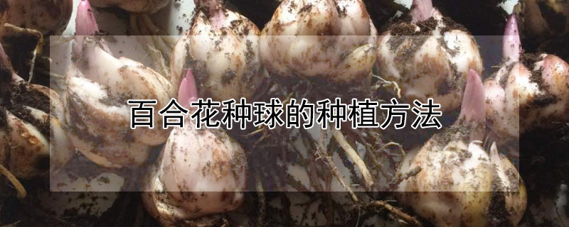 百合花种球的种植方法(百合花种球的种植方法盆栽)