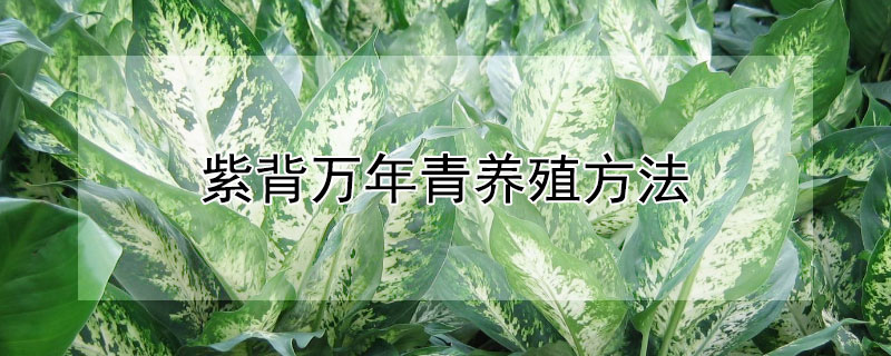 紫背万年青养殖方法 紫背万年青盆栽