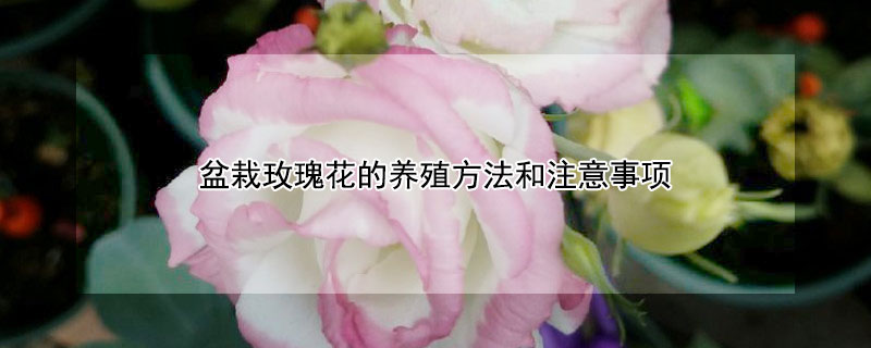 盆栽玫瑰花的养殖方法和注意事项 盆栽玫瑰花的养殖方法和注意事项祝频播放