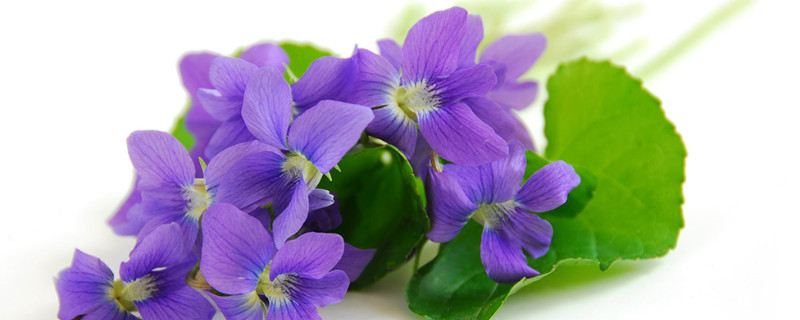 紫罗兰插水里活多久 紫罗兰泡水里能活吗