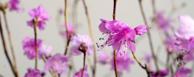 干枝杜鹃第二年还开吗（干枝杜鹃放了一年了,还能开花吗）