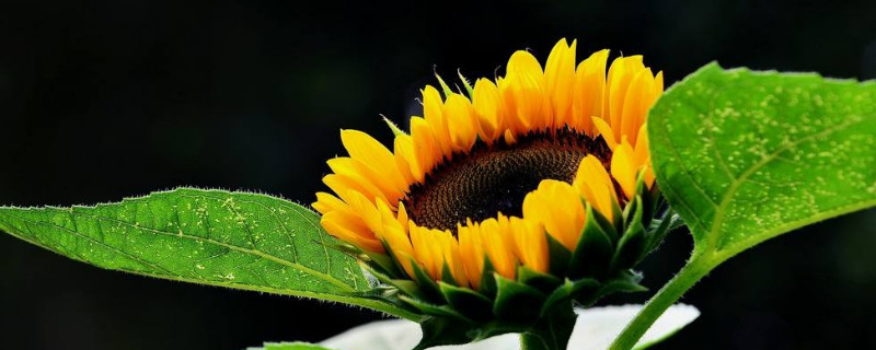 向日葵什么时候打防虫药(向日葵啥时候打虫药最好)