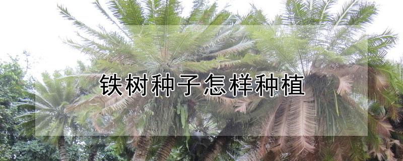 铁树种子怎样种植（铁树种子怎样种植:播种前种子要处理）