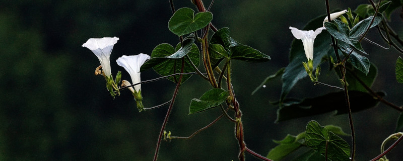 牵牛花什么时候开花什么时候不开花（牵牛花每天什么时候开花）