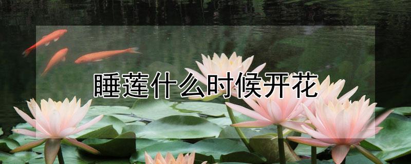 睡莲什么时候开花 家养睡莲什么时候开花