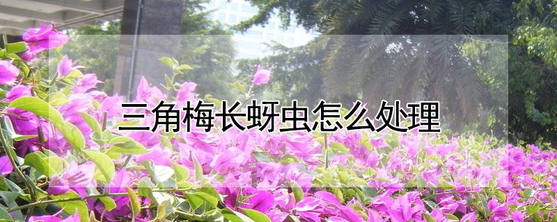 三角梅长蚜虫怎么处理 三角梅花蕾上长蚜虫怎么办