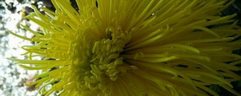 银线菊如何养殖 银叶菊的种植方法