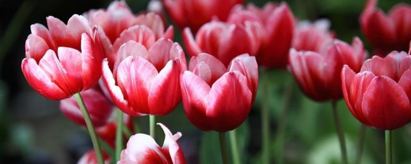 郁金香有多少个生长期 郁金香生长周期表