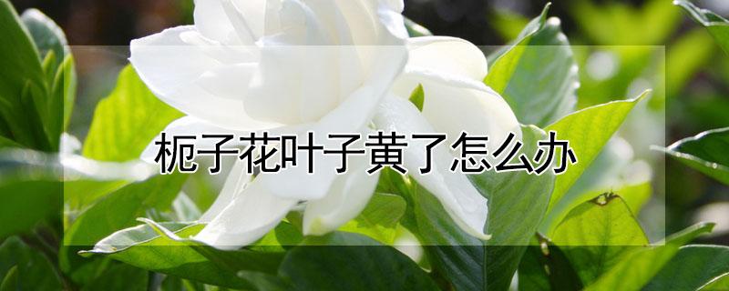 枙子花叶子黄了怎么办 枙子黄叶怎么办
