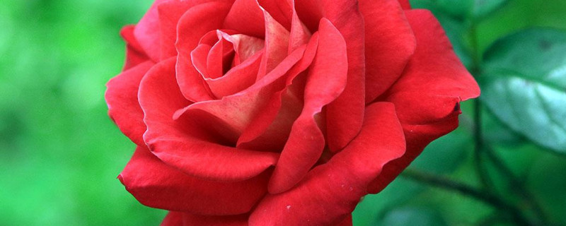 月季换盆后叶子发黄怎么办（月季 换盆 黄叶）