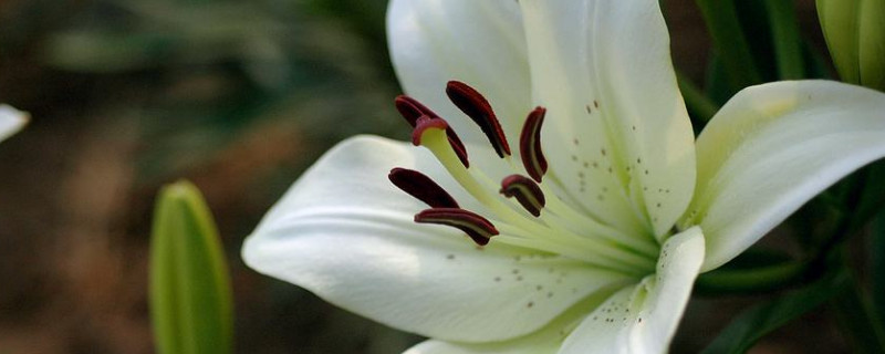 百合花怎么分盆 百合花怎么分盆栽