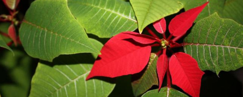 怎么扦插一品红爱生根（怎样扦插一品红）