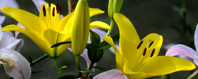 百合花苞掉了还会长吗（百合掉花苞是怎么回事）