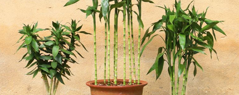 富贵竹怎么大量繁殖（富贵竹怎么繁殖的）