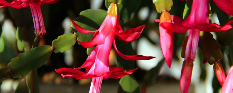 蟹甲兰开花期怎样浇水 蟹甲兰开花时可以喷水吗