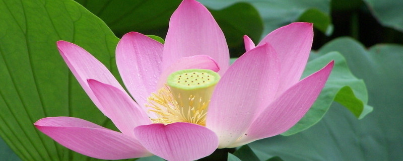 荷花需要每年重新种吗（新种的荷花几年能开花）