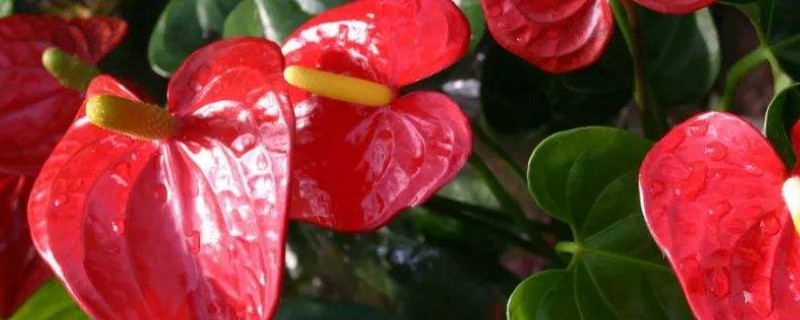 红掌叶子下垂是什么原因（红掌叶子向下垂啥原因）