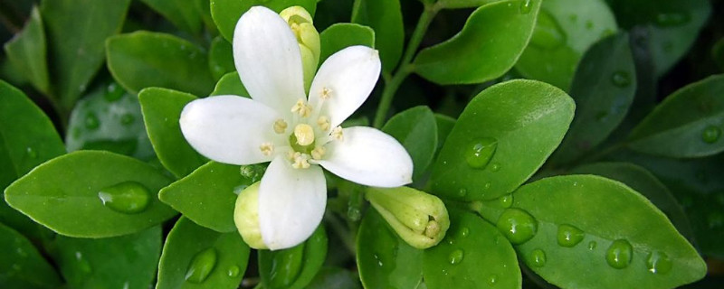 九里香春天要修剪吗（九里香怎样过冬和修剪）