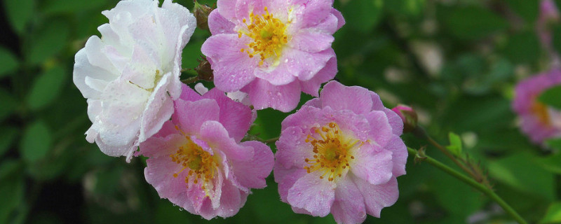蔷薇花有香味吗 蔷薇花有香味吗?