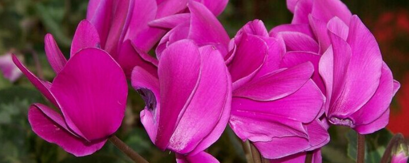 仙客来会结种子吗 仙客来的种子是什么样