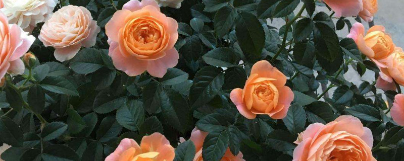 新栽的月季僵苗怎么办 刚种的月季僵苗怎么办