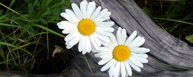 菊花夏天可以换盆吗 菊花的换盆方法和注意事项