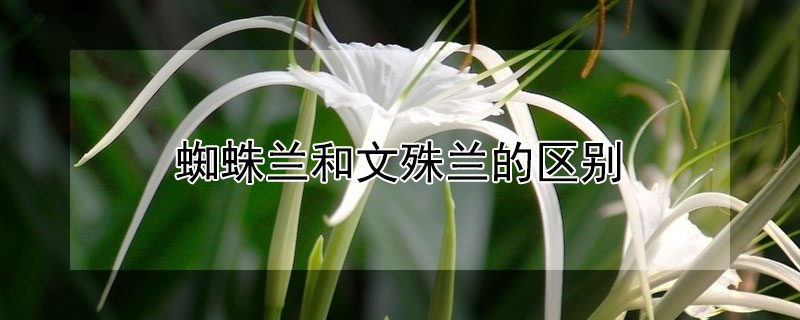 蜘蛛兰和文殊兰的区别（文殊兰有几种）