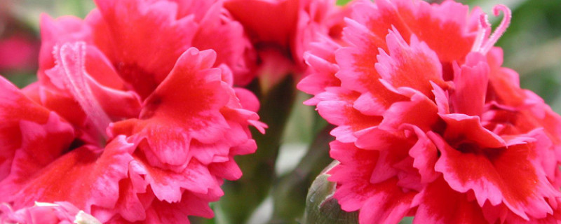 康乃馨的根怎么剪（康乃馨怎么剪出来）