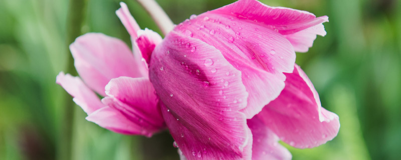 郁金香种植要每天浇水吗(郁金香种植多久浇水)