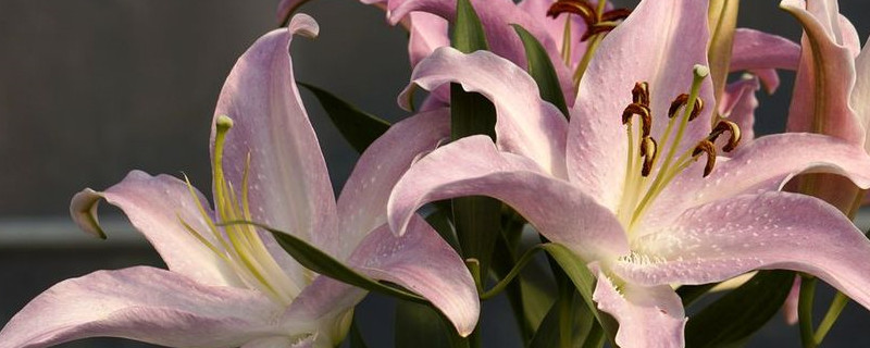 哪种百合叫香水百合（香水百合是哪种百合）