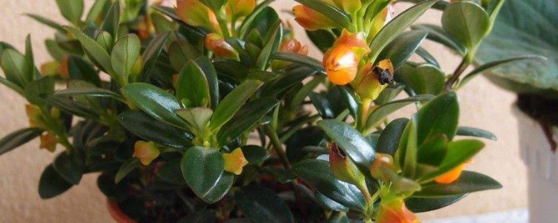 金鱼吊兰夏天的养殖方法和注意事项（金鱼吊兰夏天怎样养护）