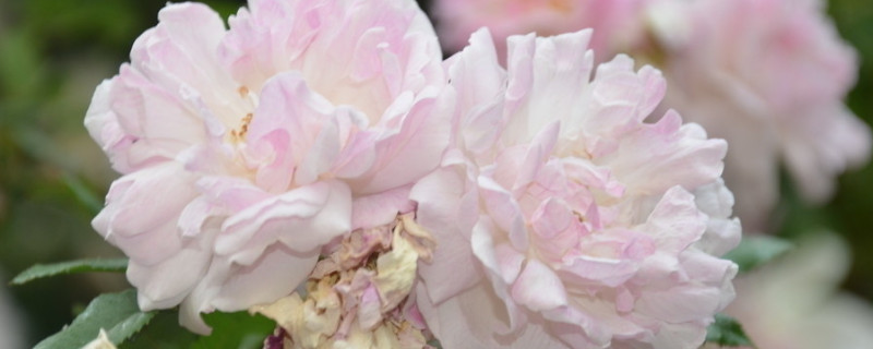 新买的蔷薇花苗怎么种（刚买的蔷薇苗木怎么种）