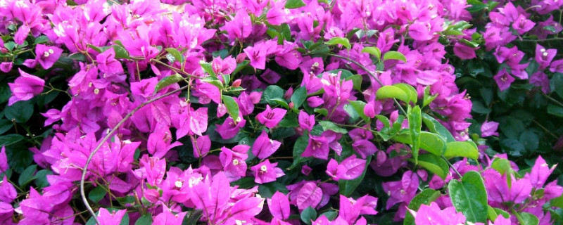 三角梅怕晒吗 三角梅怕日晒吗